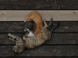 写真