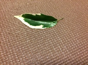 img_2381