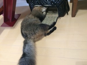 IMG_3933